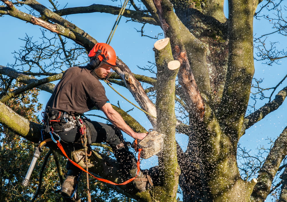 Élagage d’arbres